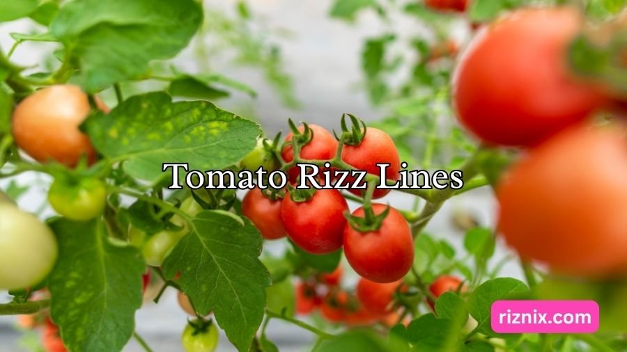 Tomato Rizz Lines